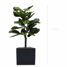 Lyrata 105 cm - avec Pot carré Blanc ou Noir Inclus - Gamme EasyPlant
