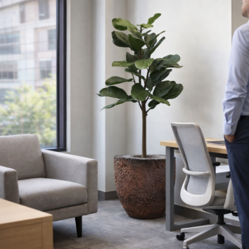 Lyrata H 145 cm - avec Pot Oyster- Gamme EasyPlant