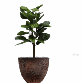 Lyrata H 145 cm - avec Pot Oyster- Gamme EasyPlant
