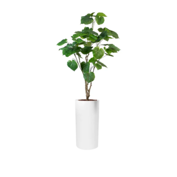 Le Ficus Umbellata artificiel - Cylindre Haut Blanc