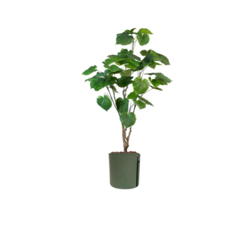 Le Ficus Umbellata artificiel - Pot MyBac
