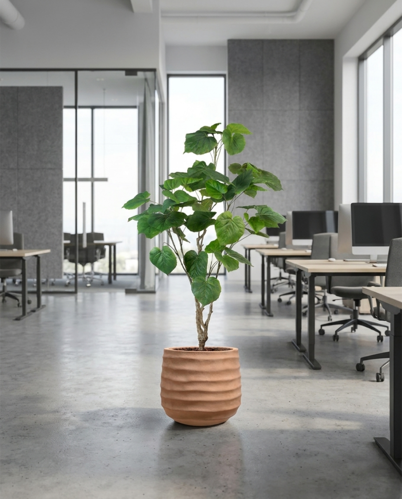 ficus - ambiance bureau (Tanaman) Le Ficus Umbellata artificiel Tanaman dans un open space de bureau