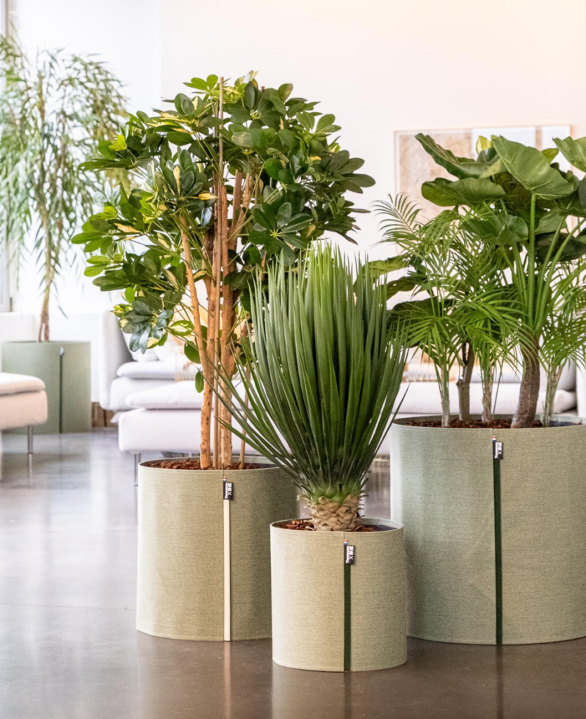 Tanaman pots tissu recycle - mise en situation Tanaman pots tissu recycle - mise en situation